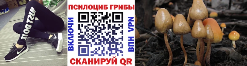 дарнет шоп  Чёрмоз  Псилоцибиновые грибы мухоморы 